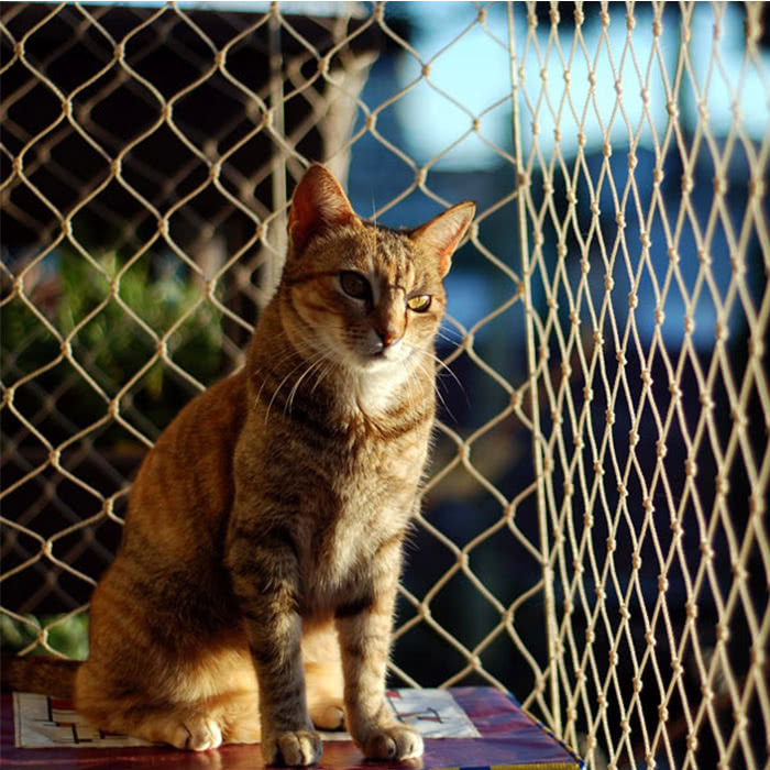 rede de proteção para gatos em São Paulo