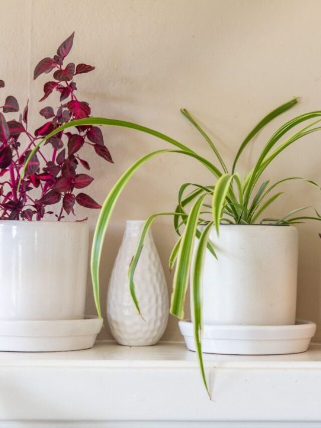 5 DICAS PARA DECORAÇÃO COM PLANTAS!. As plantas de casa estão na moda. E por uma boa razão – elas são acessíveis, bonitas