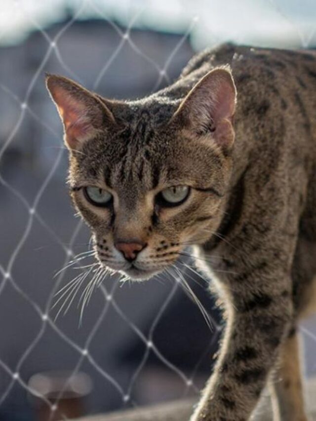 Rede de Proteção para Gatos