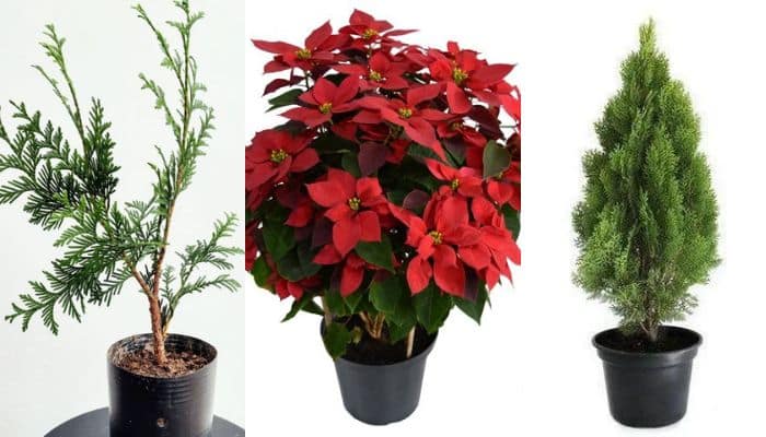 5 plantas e flores de natal para você ter na sua casa
