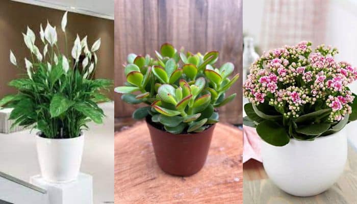 6 plantas que atraem muito dinheiro para a sua vida