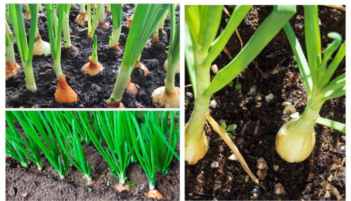 Como plantar cebola de cabeça através da semente