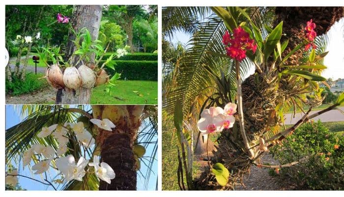 Como plantar orquídeas em tronco de coqueiro passo a passo