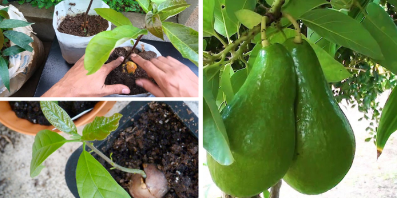 Como plantar abacate em vaso a partir do caroço
