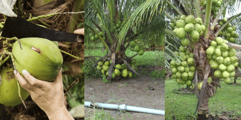 Como plantar coqueiro anão no jardim veja agora!