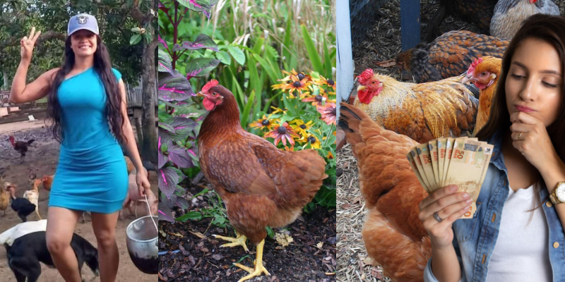 Como ganhar dinheiro com criação de frango caipira? Veja