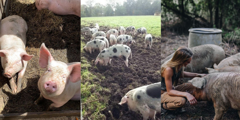 Como ganhar dinheiro com criação de porcos