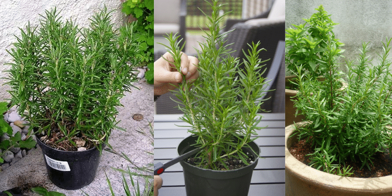 4 Formas de Plantar e Cultivar Alecrim em casa muito fácil