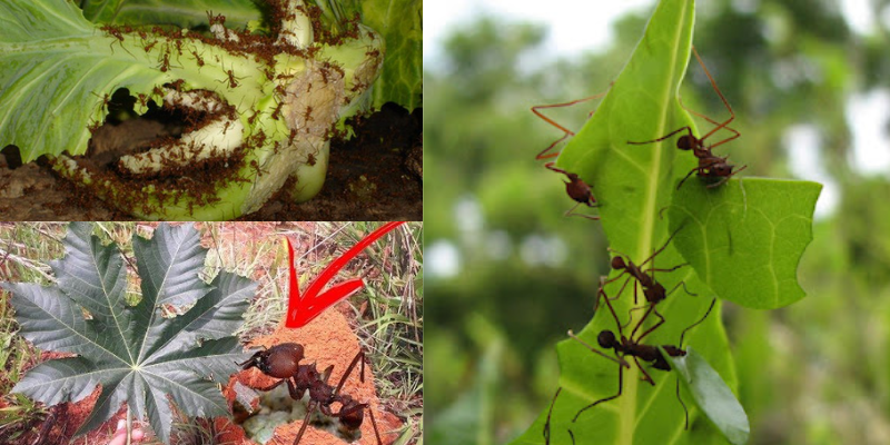 Como se livrar de formigas nas plantas