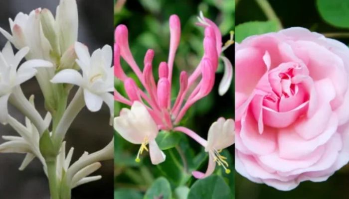 Conheça as flores mais cheirosas do Planeta Terra