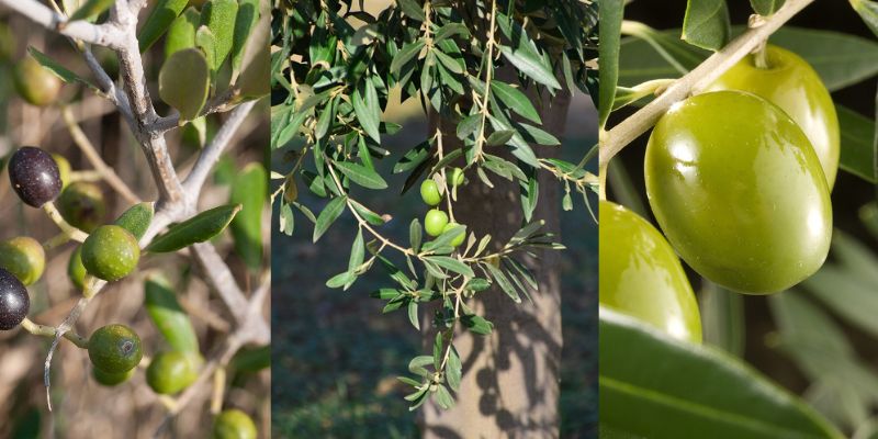 Cultivo das oliveiras no Brasil