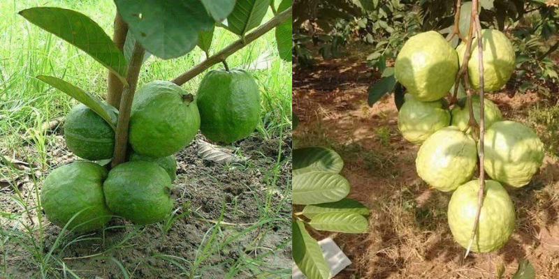 Como plantar goiaba e benefícios da fruta da América Tropical