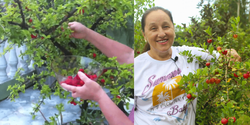 Como plantar acerola em casa e cuidar para um bom cultivo