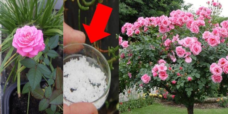 Como cuidar de rosas, preparação do solo e plantio das roseiras