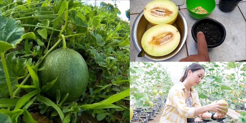 Como cultivar melão e época de plantio dessa delícia!