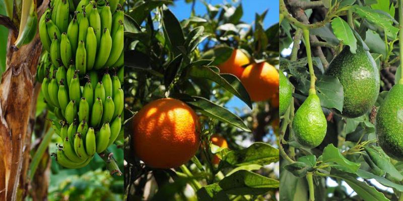 Diferentes árvores frutíferas