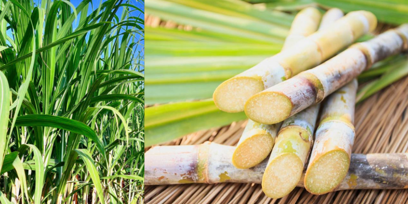 Fatos sobre a cana-de-açúcar no Brasil