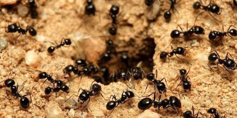 Invasão de formigas em casa