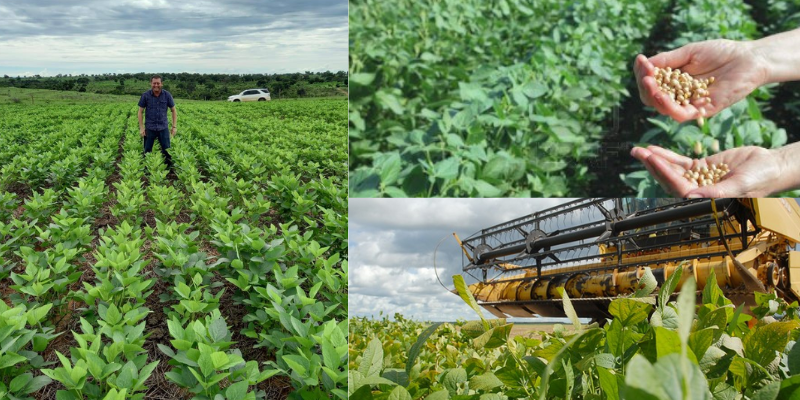 Visão geral da produção de soja no Brasil!