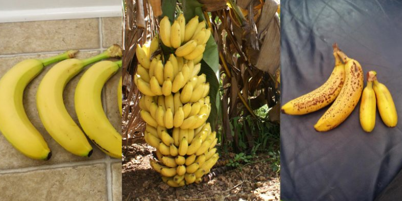 Produção de banana brasileira: Exportação e plantação!