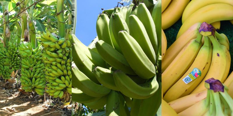 Mercado de banana no Brasil