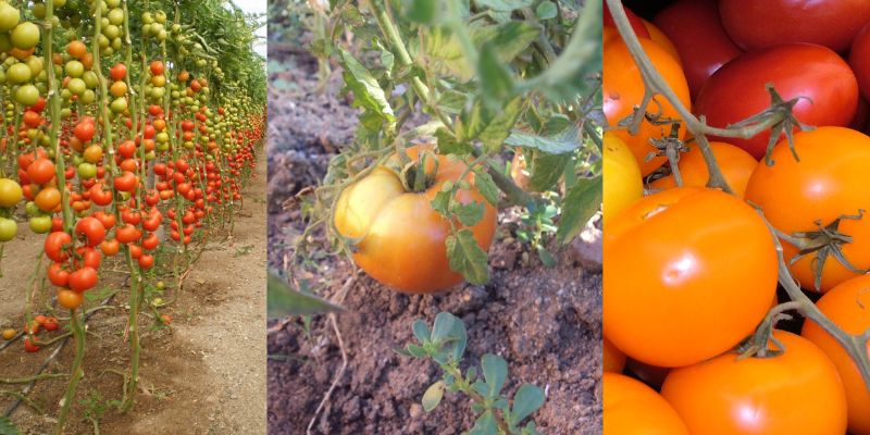 Reduzindo custos no cultivo de tomates