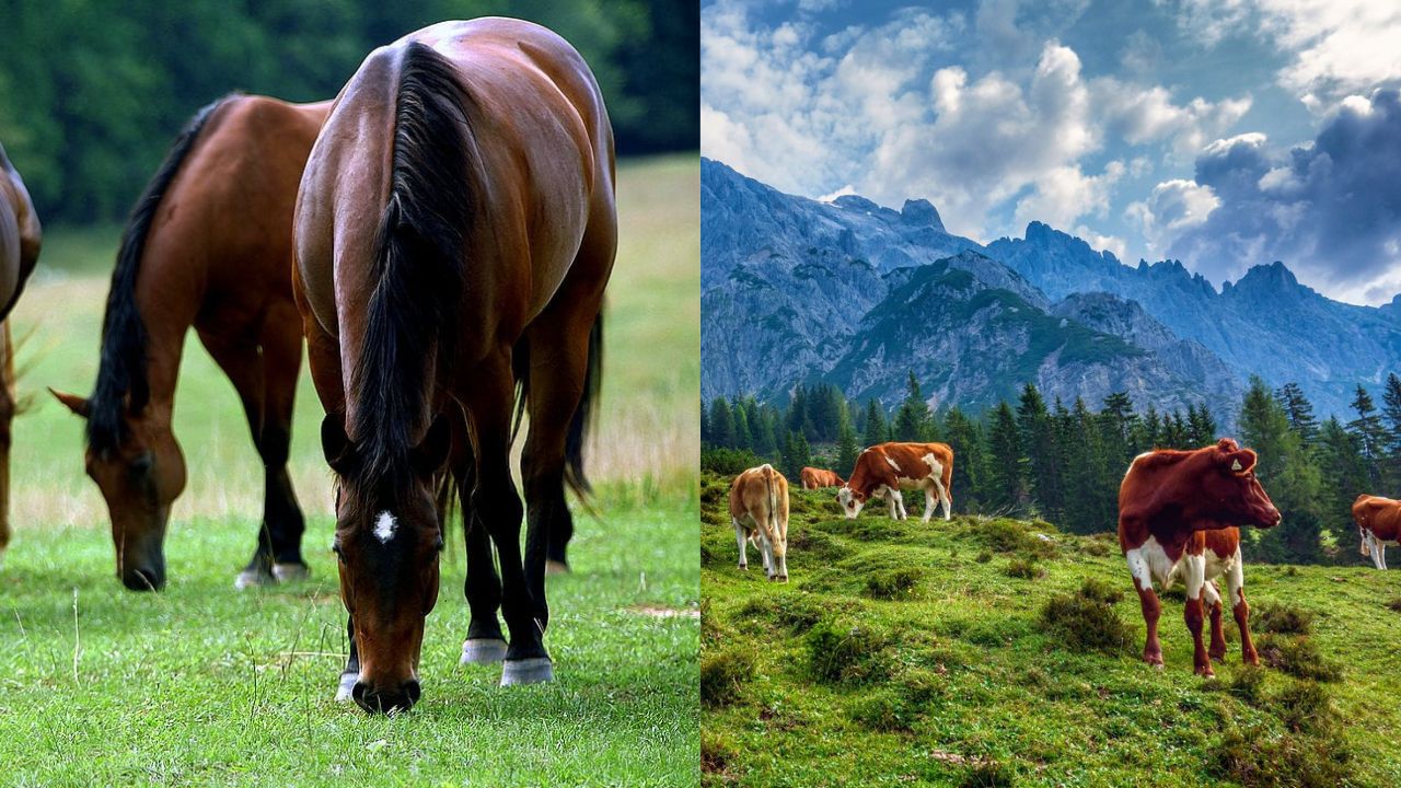 A Vida dos Animais no Campo