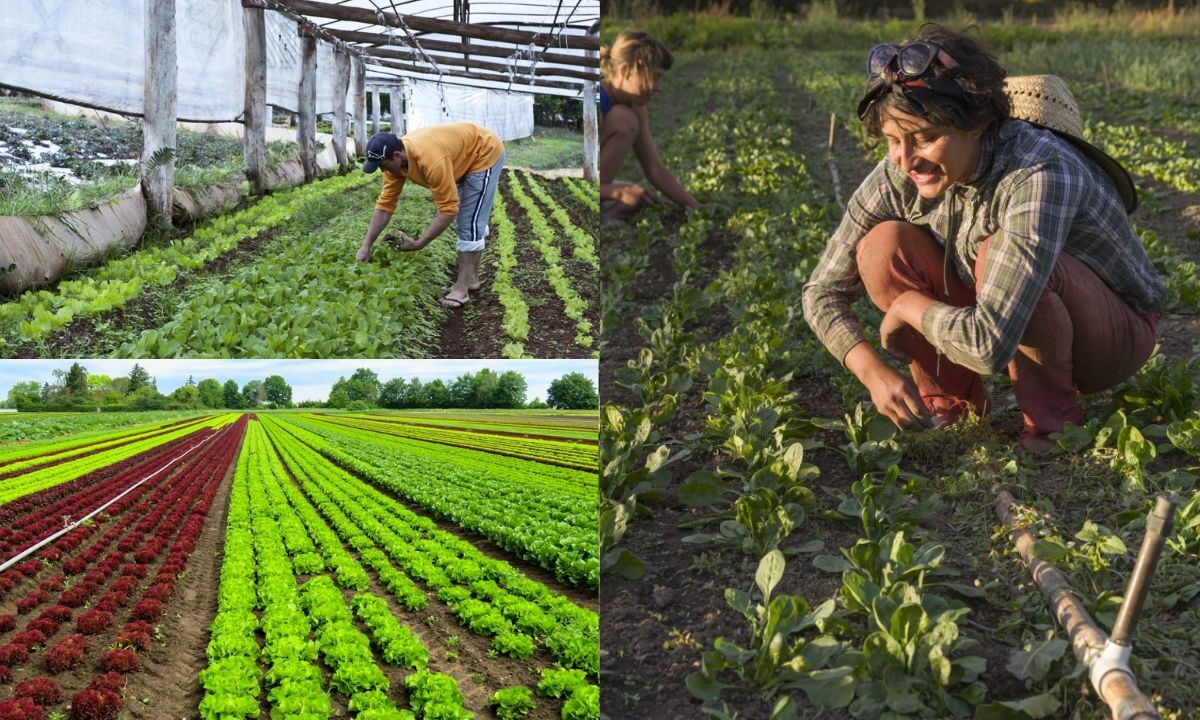 Benefícios da agricultura orgânica para a saúde