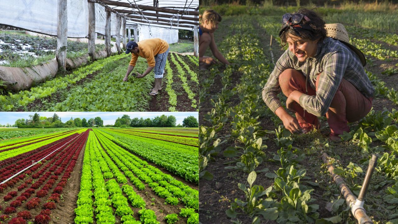 Benefícios da agricultura orgânica para a saúde