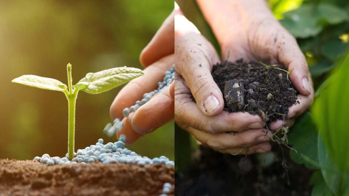 Como Fazer Fertilizante Caseiro