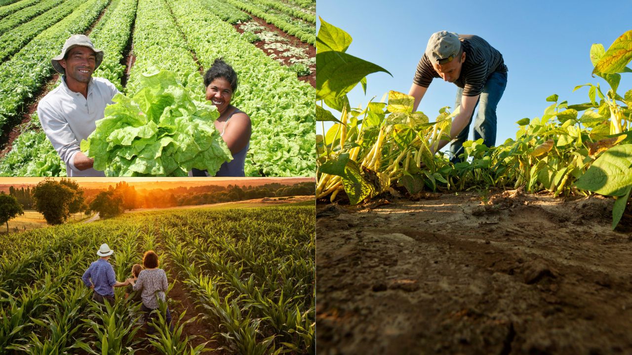 Como a genética pode ajudar a aumentar a produtividade na agricultura