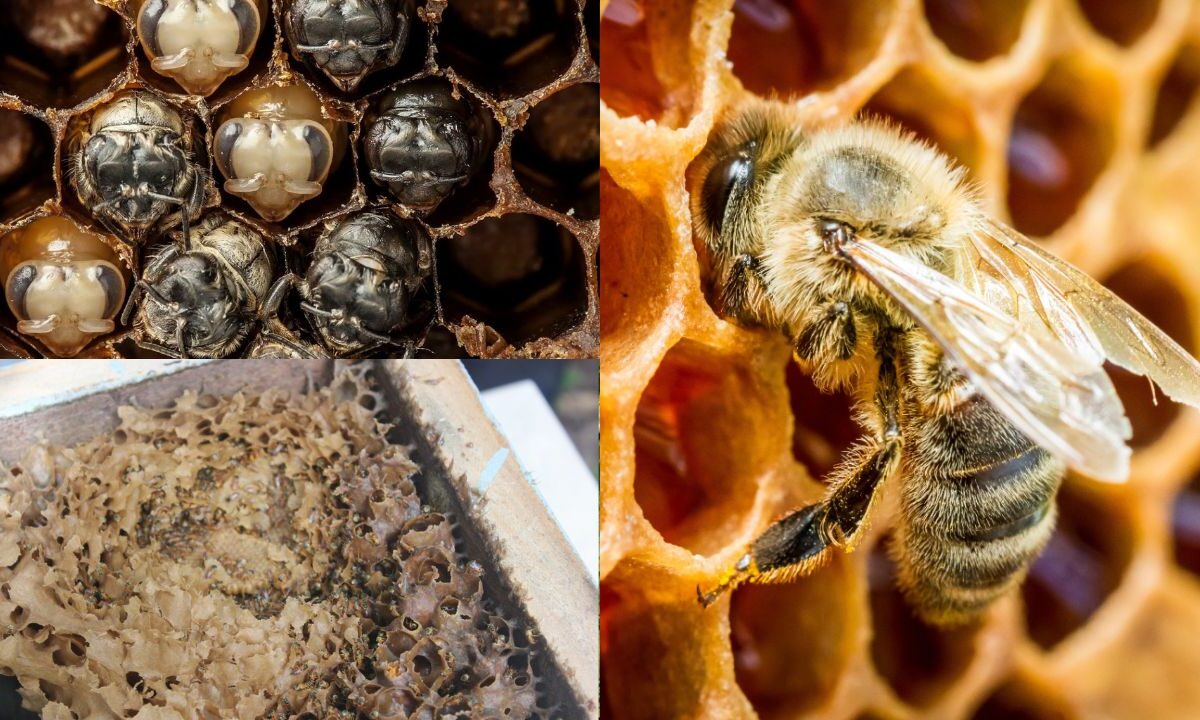 Como criar abelhas sem ferrão em casa