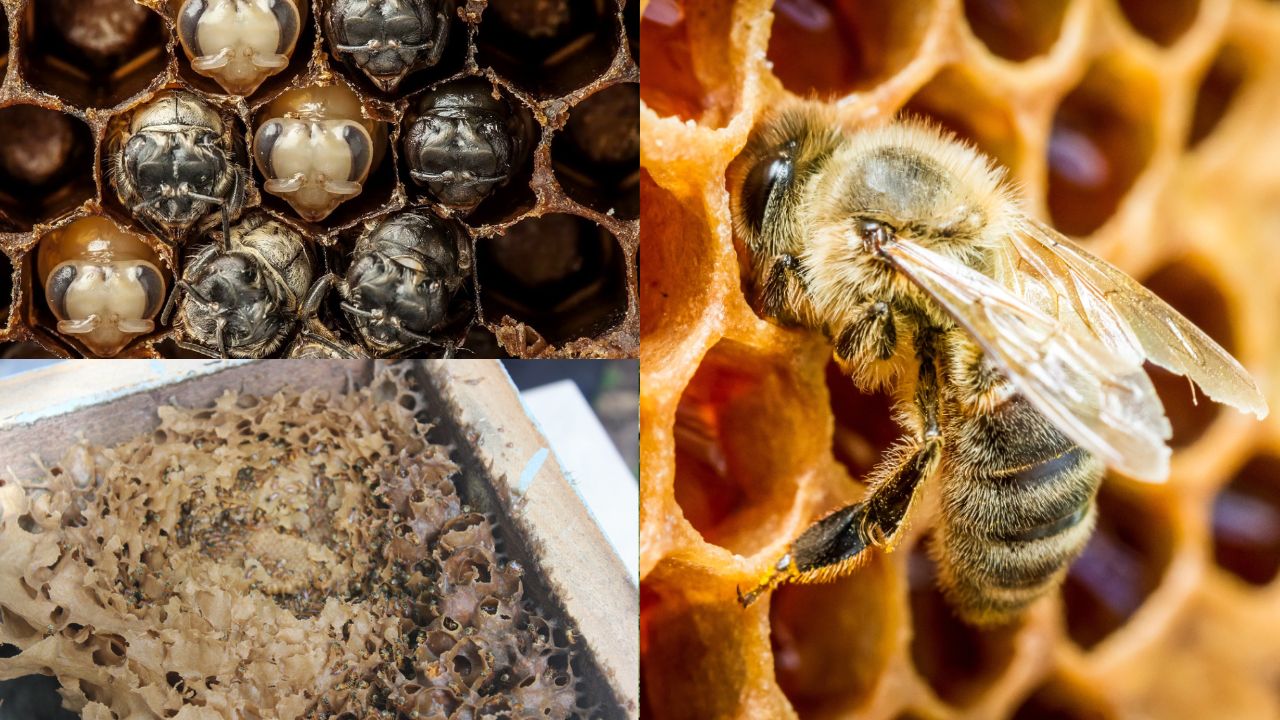 Como criar abelhas sem ferrão em casa