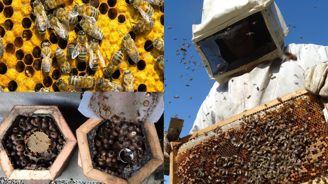 Como criar abelhas