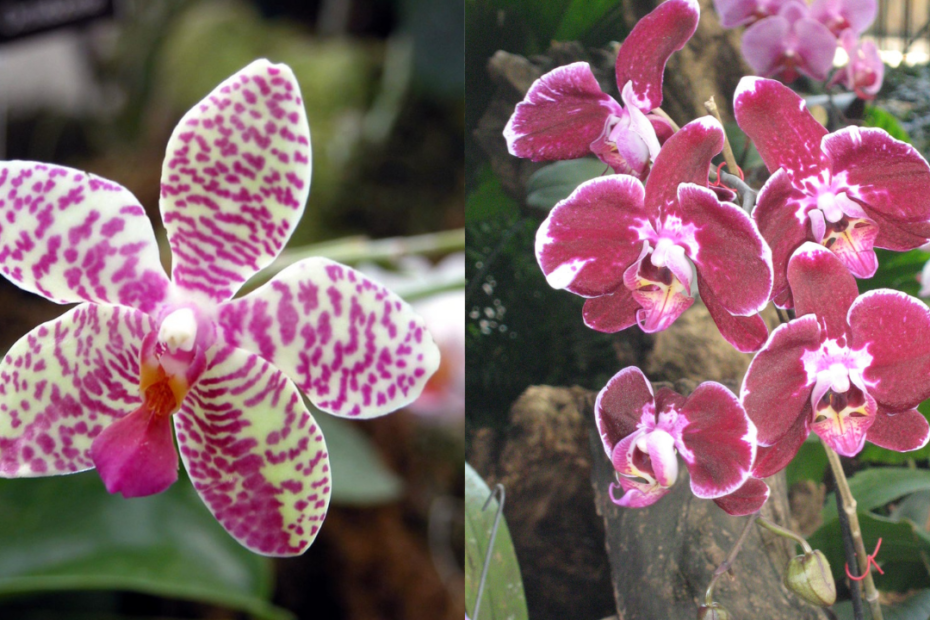 Como cuidar de orquídeas: dicas para cultivar flores exóticas saudáveis e  florescendo