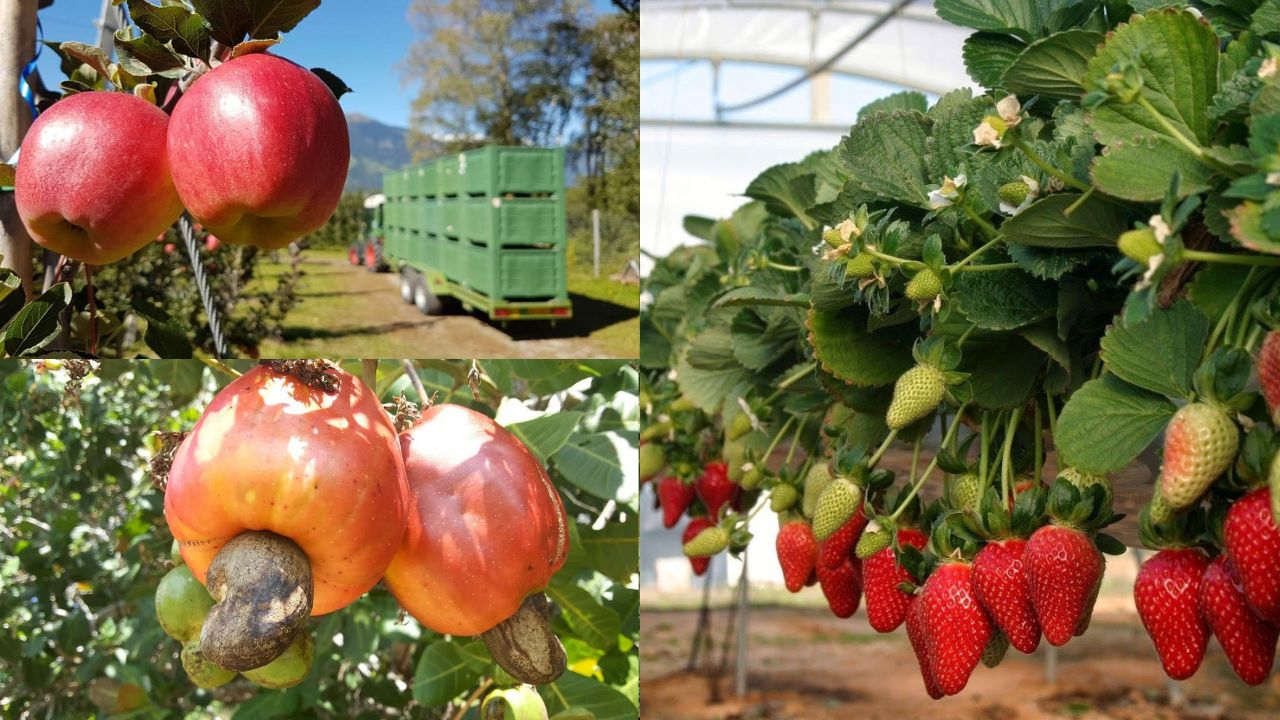 Como cultivar frutas da roça em casa