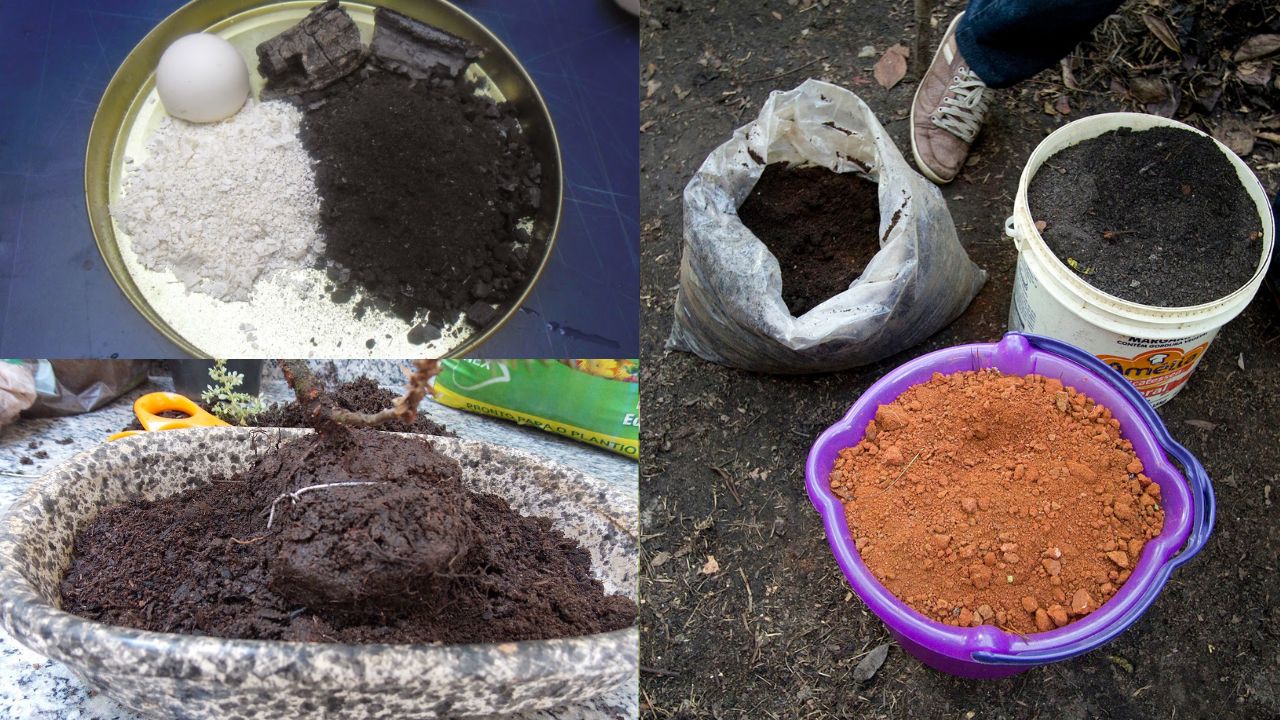 Como escolher o melhor adubo para suas plantas