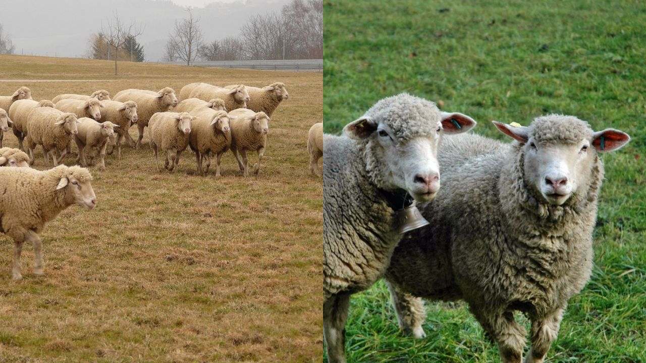 Como ganhar dinheiro com criação de ovelhas