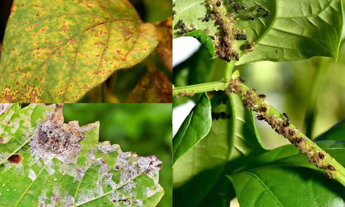 Como identificar e controlar pragas e doenças em plantações agrícolas