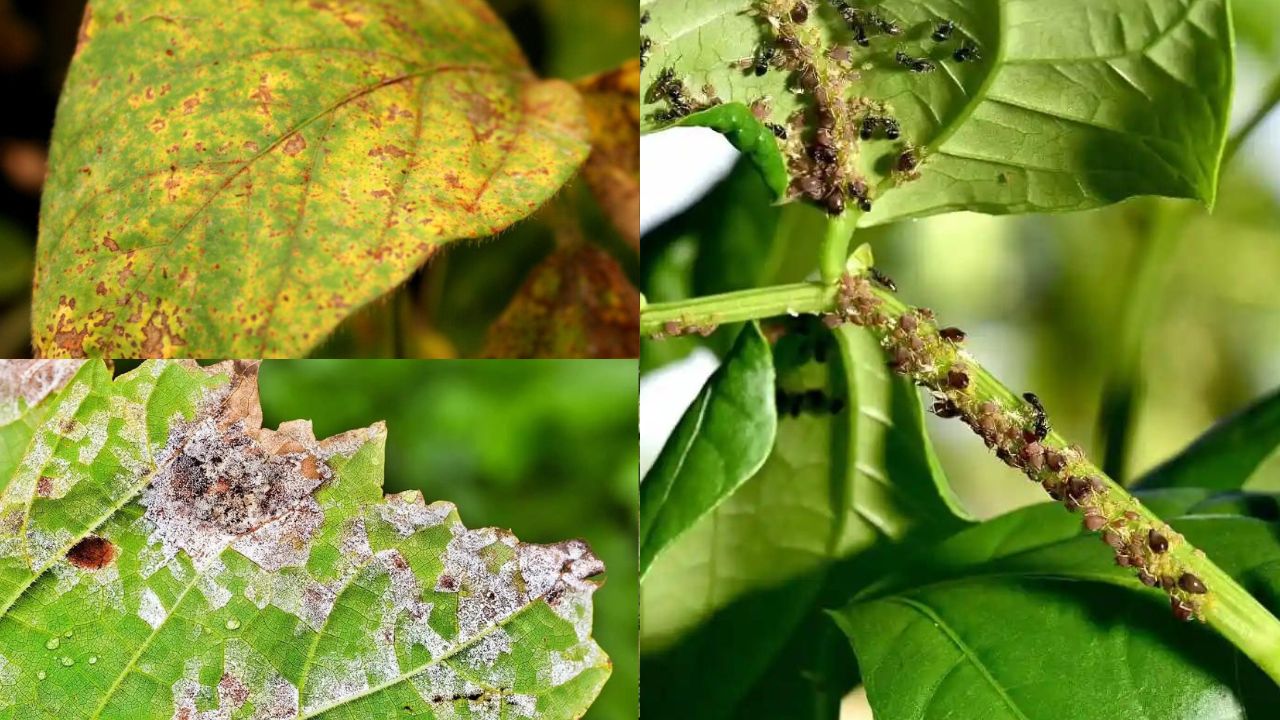 Como identificar e controlar pragas e doenças em plantações agrícolas