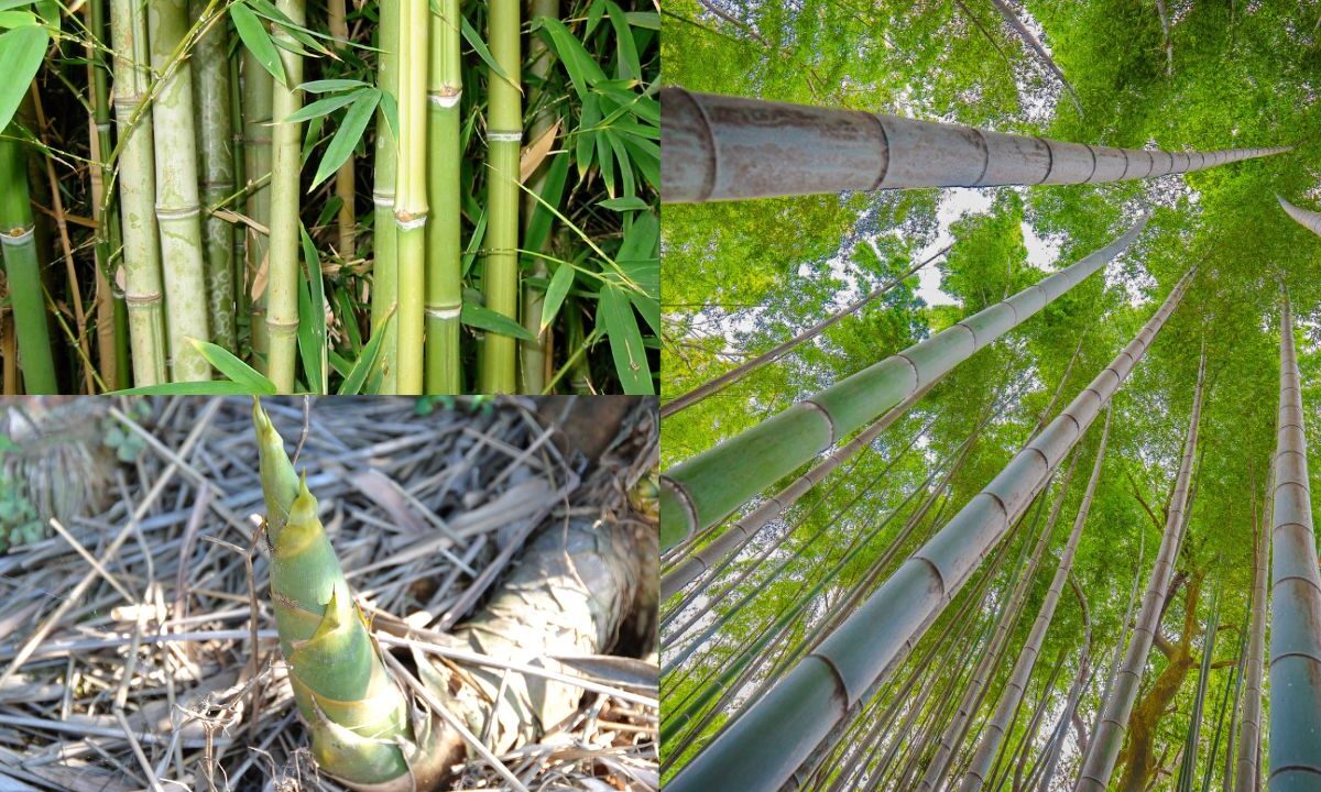 Como plantar bambu