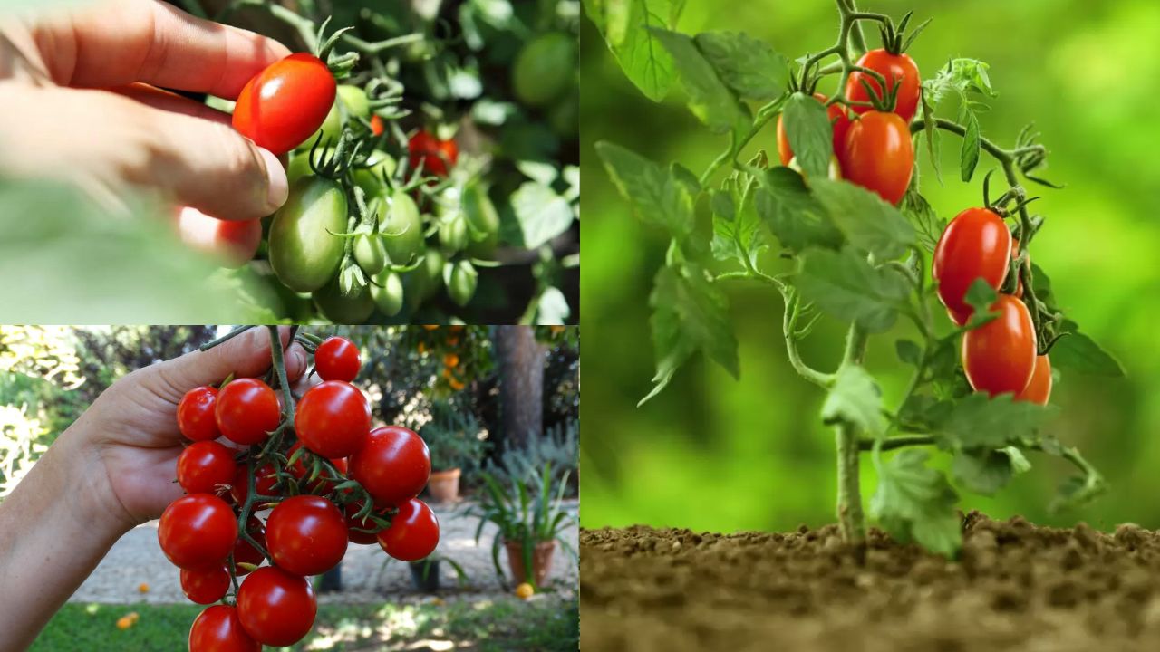 Como plantar tomate cereja em casa