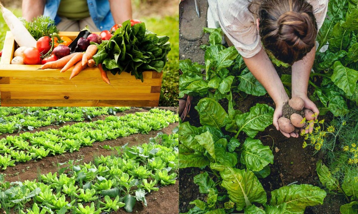Como preparar a terra para plantar hortaliças orgânicas