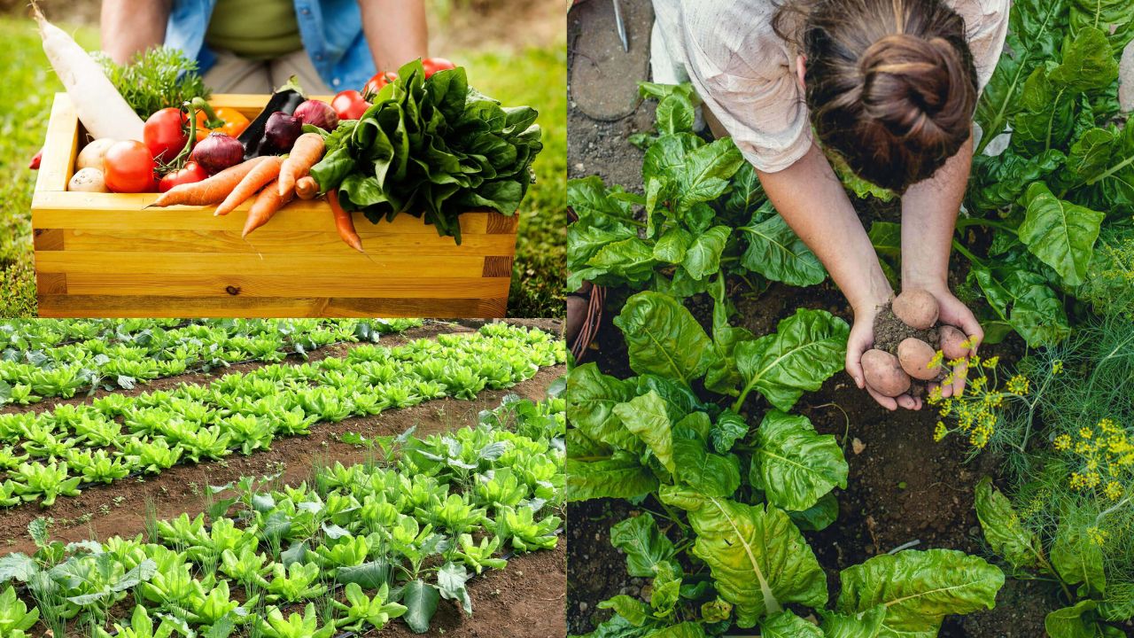 Como preparar a terra para plantar hortaliças orgânicas