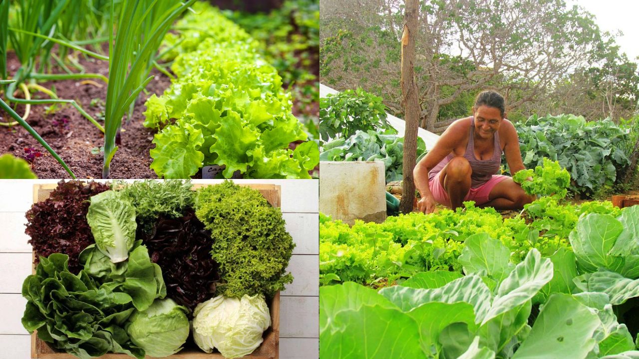 Como preparar o solo para o cultivo de hortaliças orgânicas