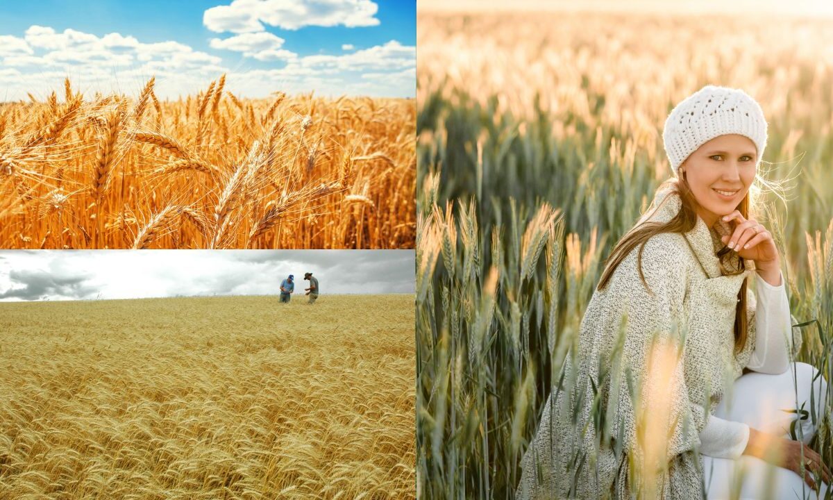 Ganhe dinheiro plantando trigo