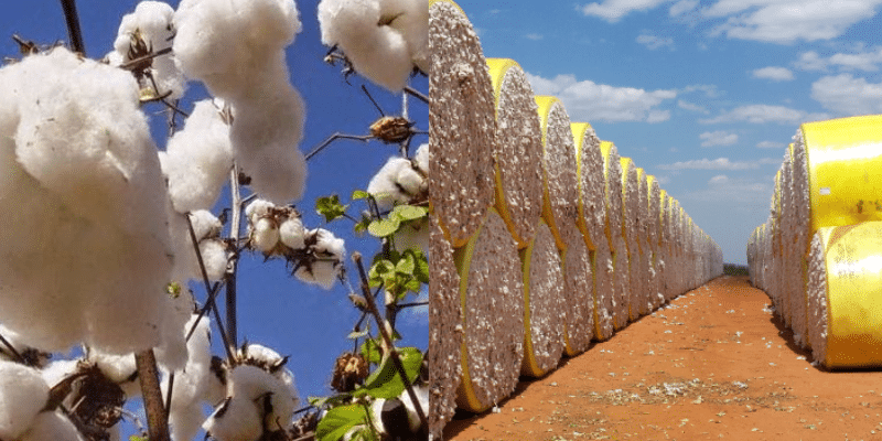 A importância de armazenar o algodão corretamente