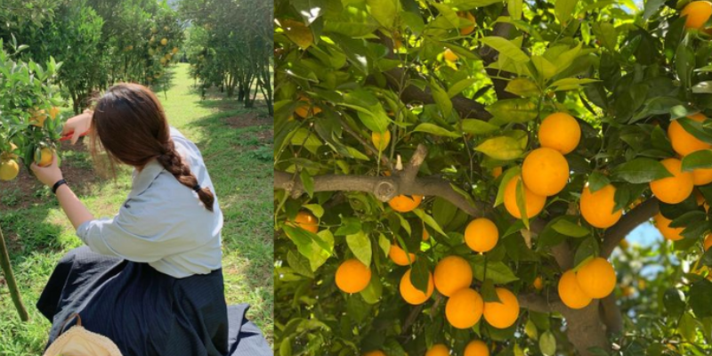 O que é greening: doença que aterroriza os citros!