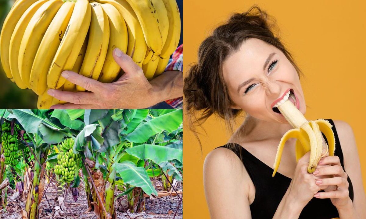 Onde plantar banana