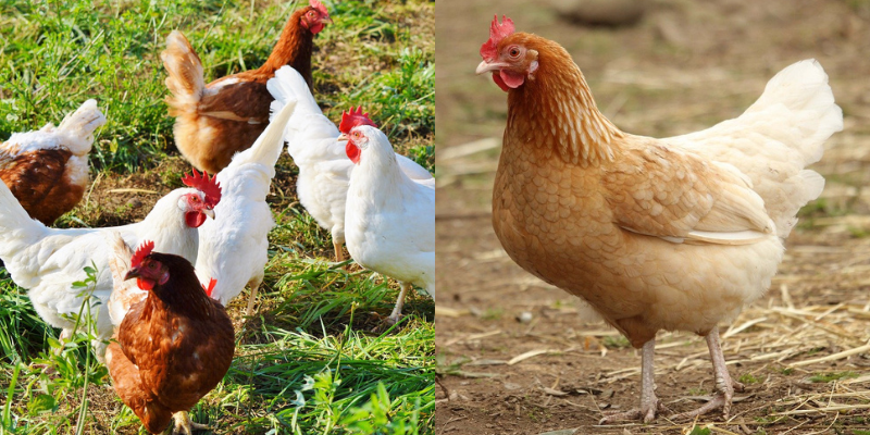 Principais raças de galinhas poedeiras
